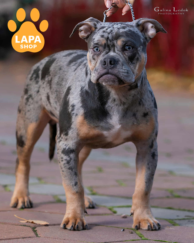 американський буллі покет