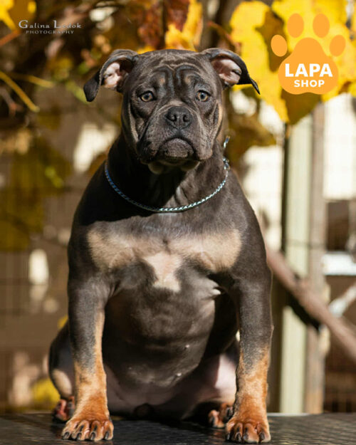 американський буллі покет