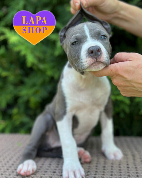 блакитно-білий американський стаффордширський терʼєр