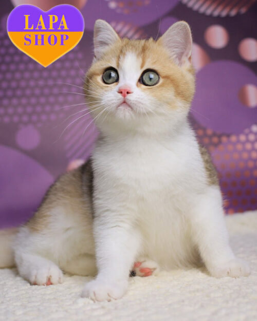 чорна золота британська короткошерста