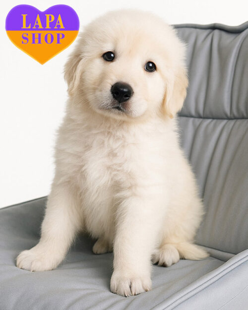 белая маремма-абрюцкая овчарка