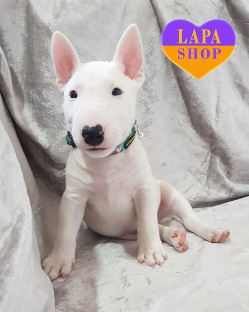 білий мініатюрний бультер'єр