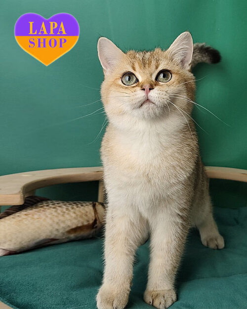 золотий британець