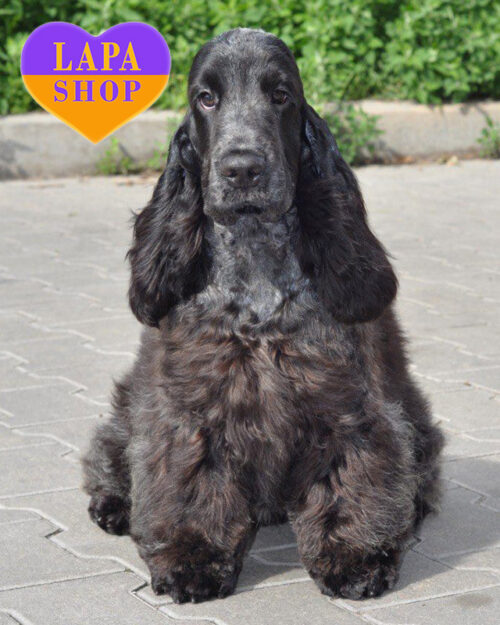 англійський кокер спанієль