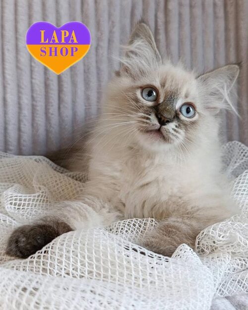 сибірське кошеня