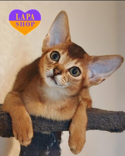 абісинське кошеня дикого забарвлення