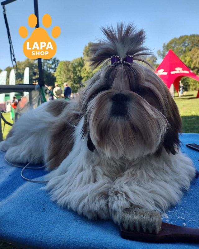 біло-золотий ши-тцу