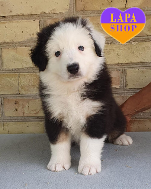 триколорний ауссі