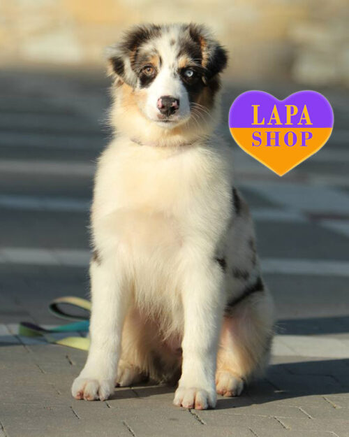 блакитний мармуровий ауссі