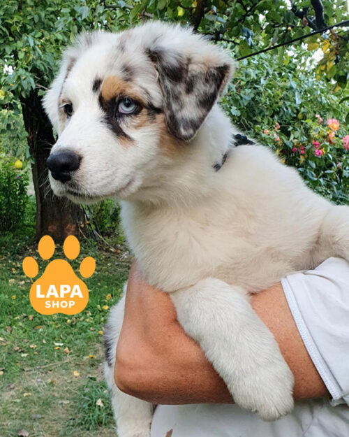 блакитна мармурова ауссі