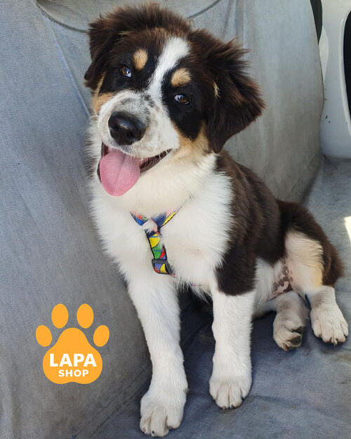 триколорна ауссі