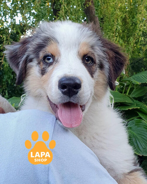 блакитна мармурова ауссі