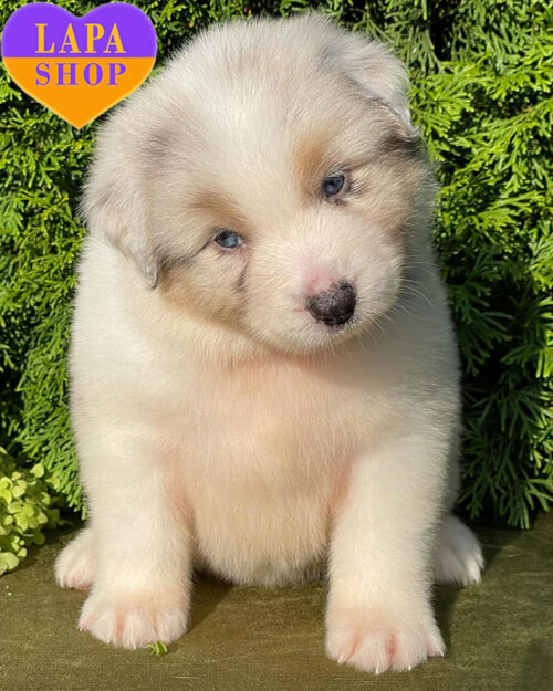 голубой мраморный аусси