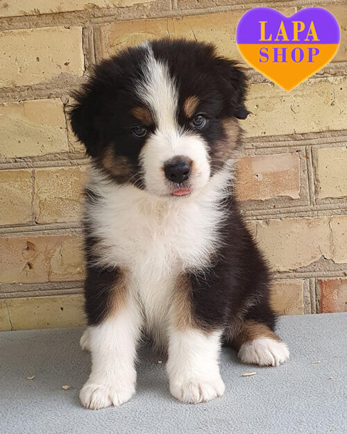 триколорний ауссі