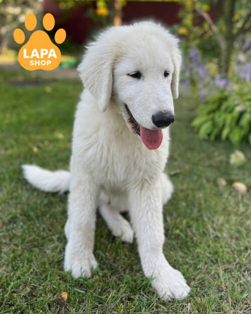 біла маремма-абруцька вівчарка