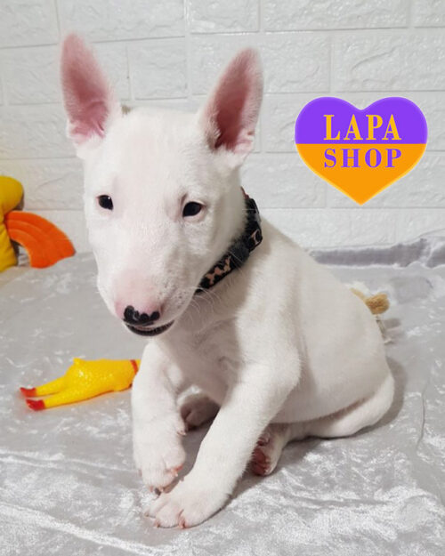 білий мініатюрний бультер'єр