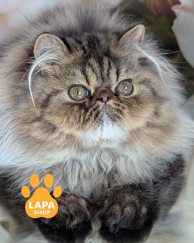 чорна черепахова перська