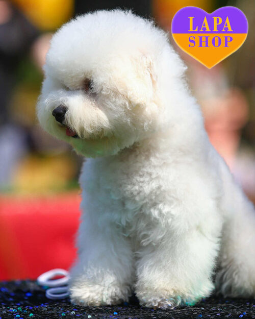 бішон фрізе