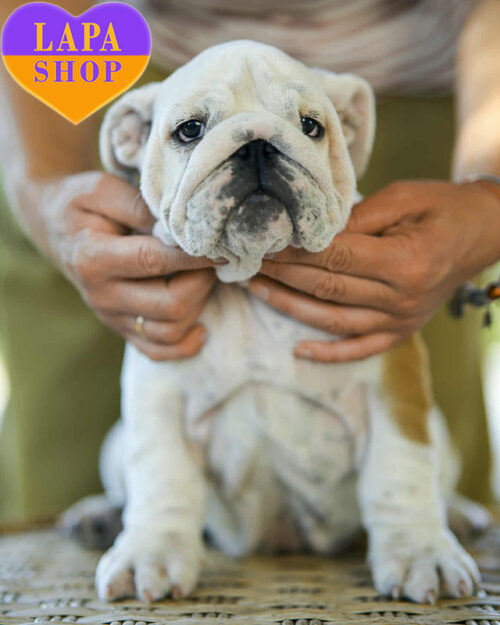 рудо-біла англійський бульдог