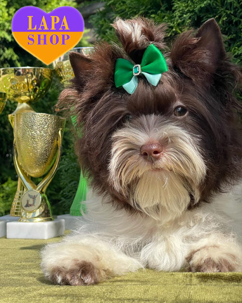 chocolate beaver yorkshire terrier