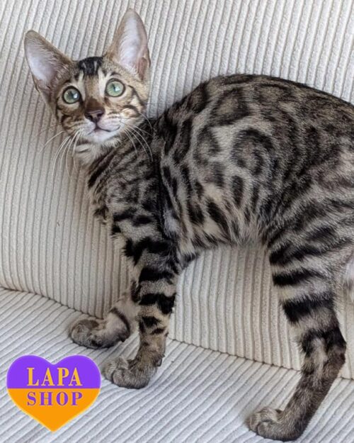 бенгальська кішка