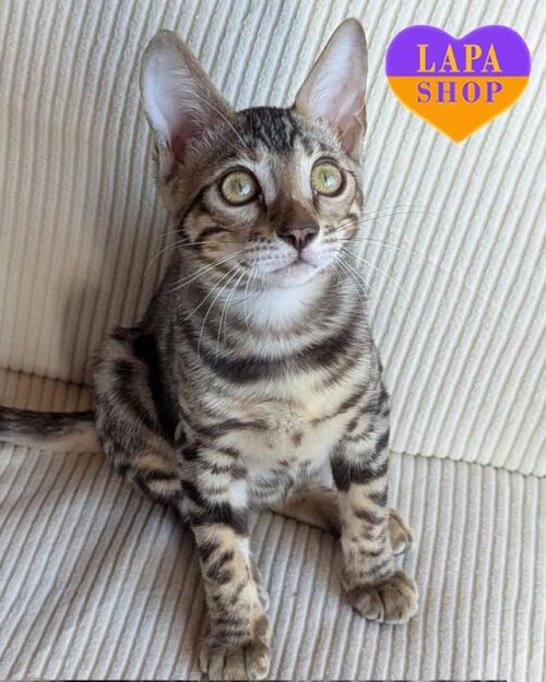 бенгальська кішка