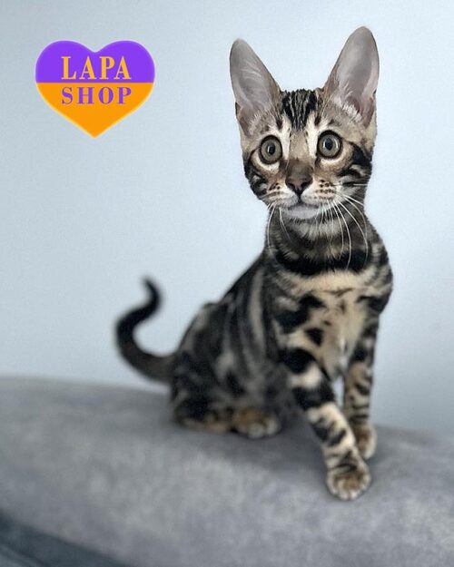 Bengal cat