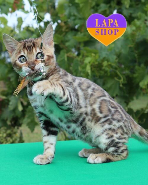 бенгальский котенок