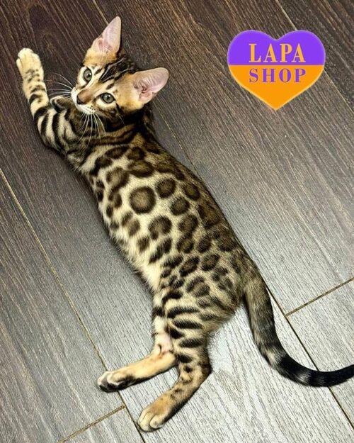 bengal kitty