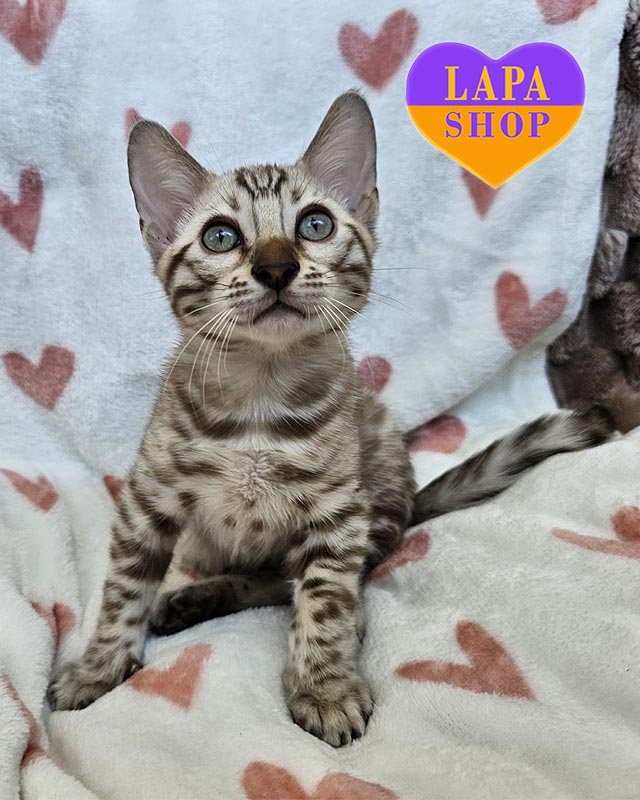 снігова бенгальська кішка