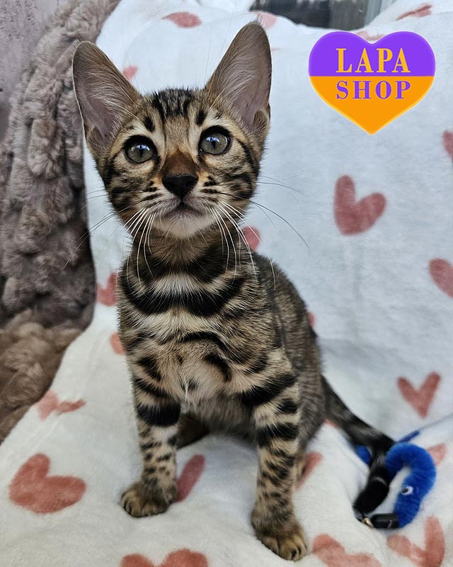 золотая бенгальская кошка