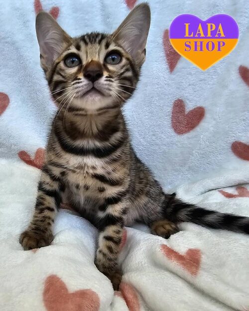 золотая бенгальская кошка