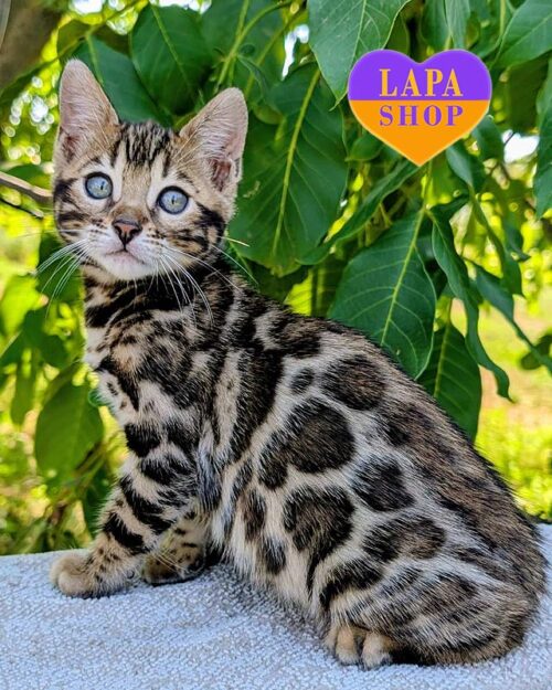 bengal kitty