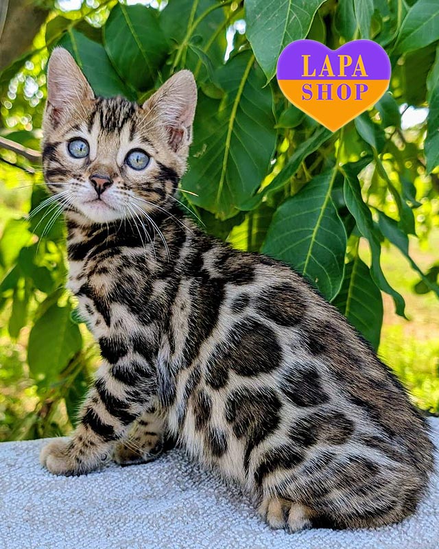 бенгальская кошка