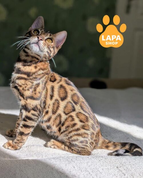 бенгальська кішка