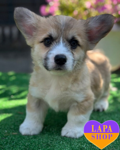 біло-рудий вельш коргі пемброк