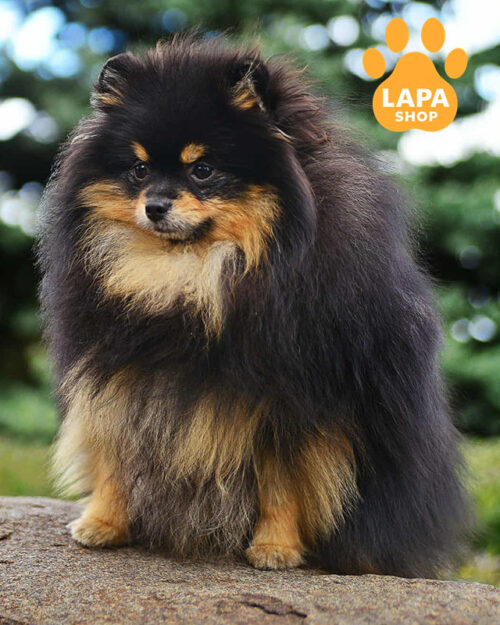 чорний підпалий померанський шпіц