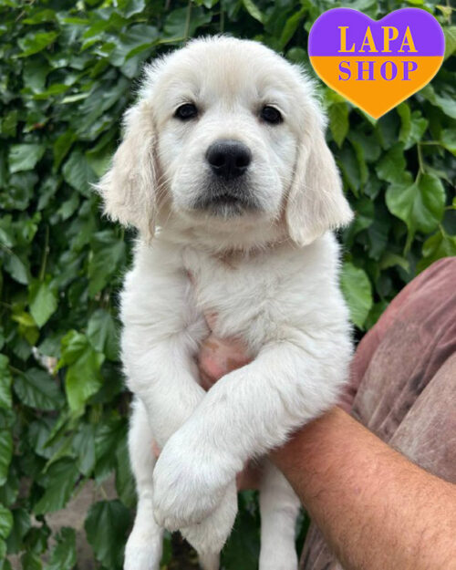 кремовый золотистый ретривер