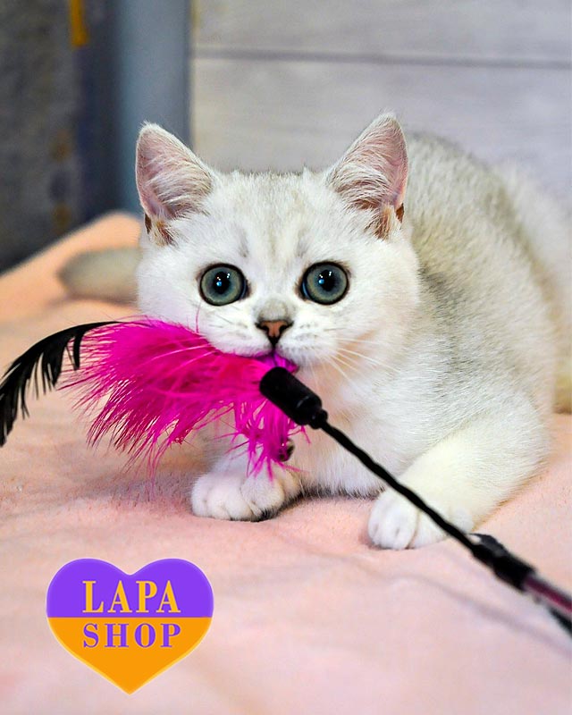 срібляста британська кішка