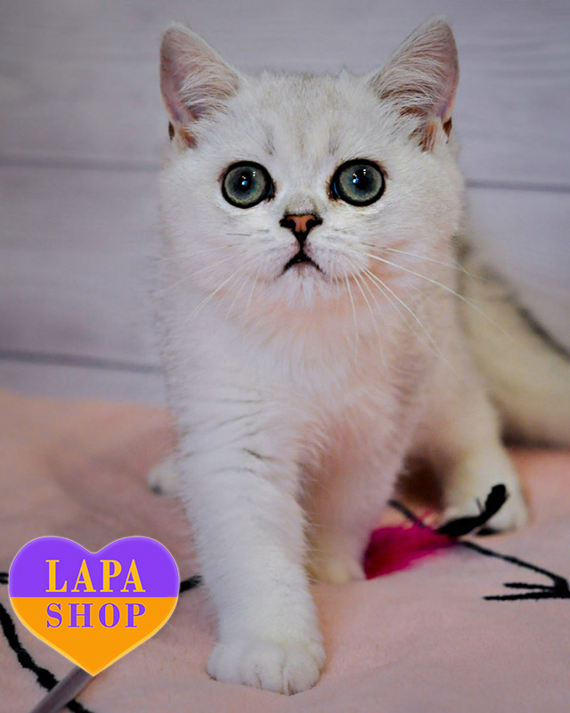 чорна срібляста британська короткошерста