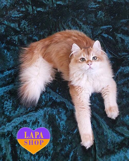 longhair british flaxen <br> <br> <br>