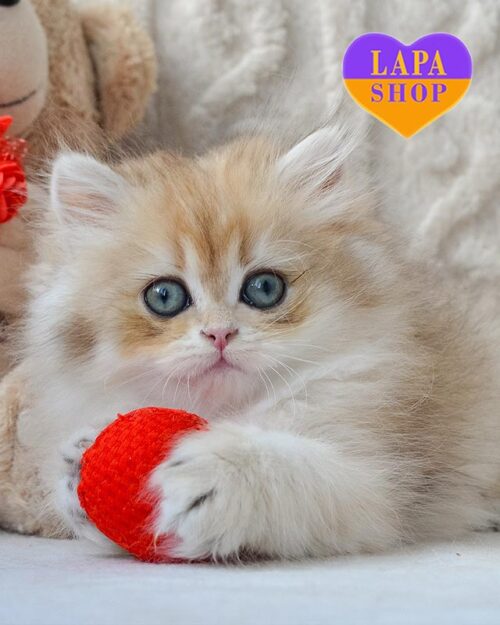 золота довгошерста британка