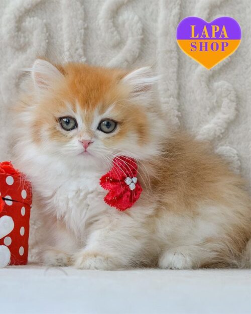 golden British Longhair