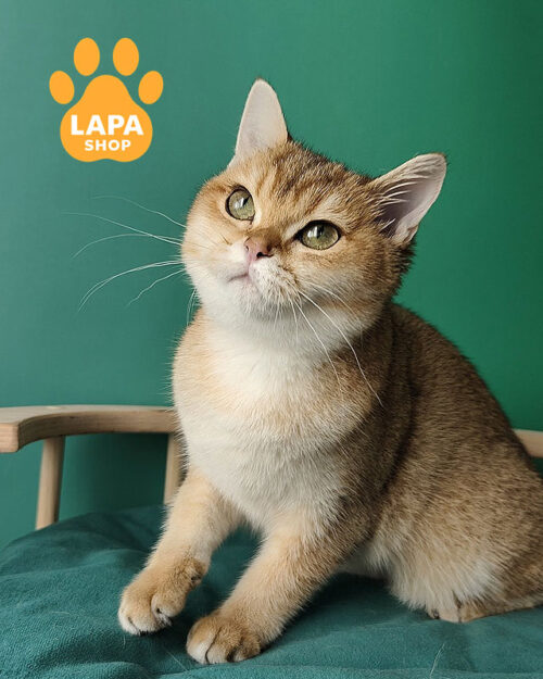 золота британка