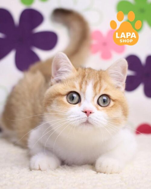 white and gold british