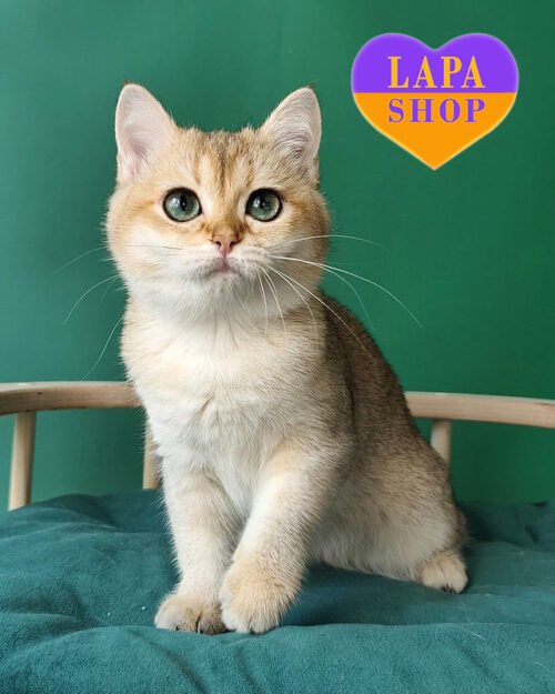 золота британка