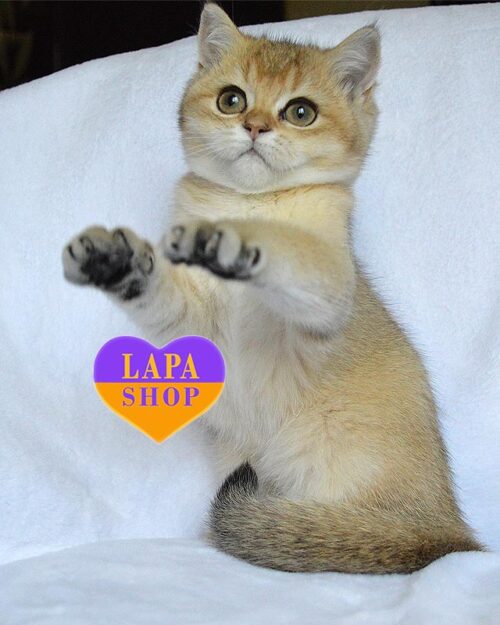 золотой британец