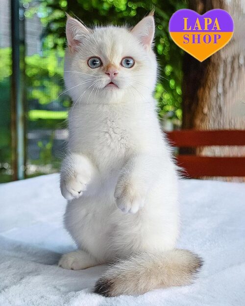 британський котик золота шиншила пойнт