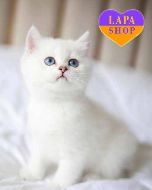 сріблястий британець