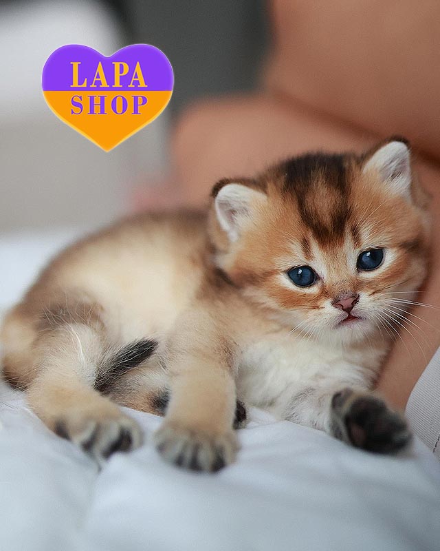 золотий британець